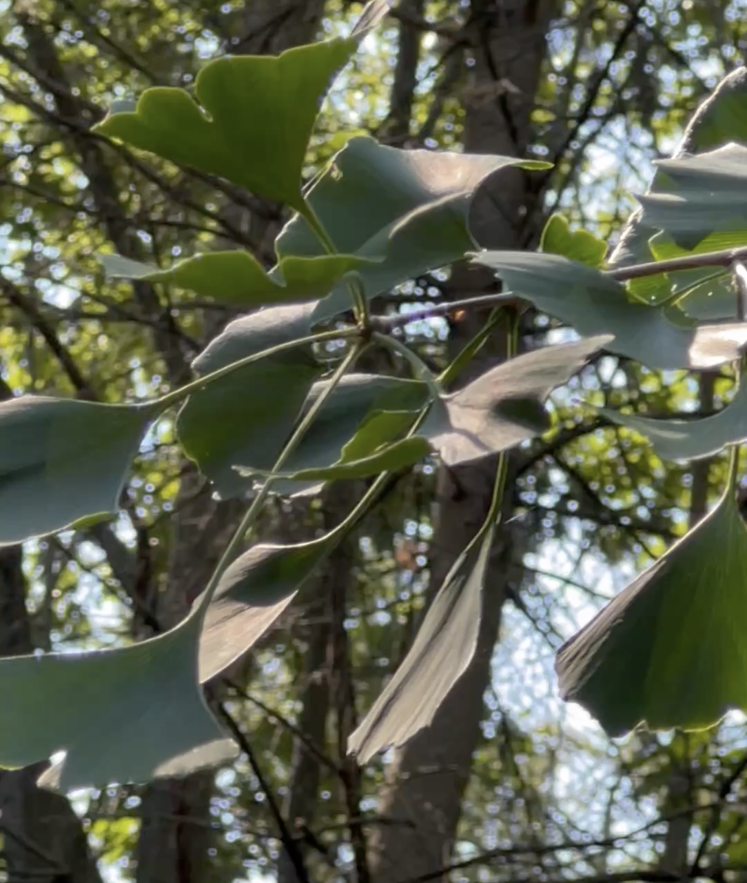 Ginkgo leaves