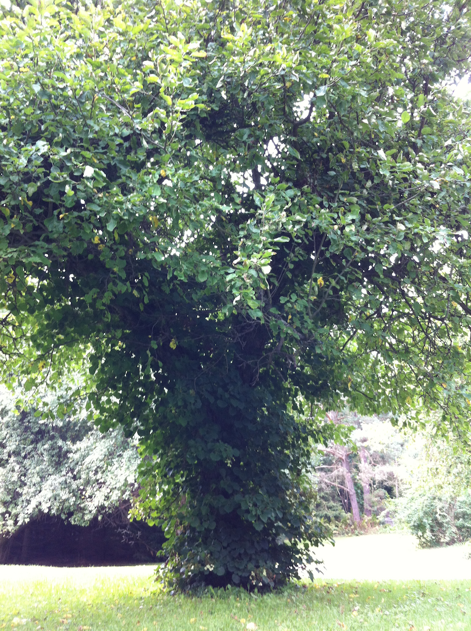 Climbing tree hydrangeas and Golden Transparent apple tree